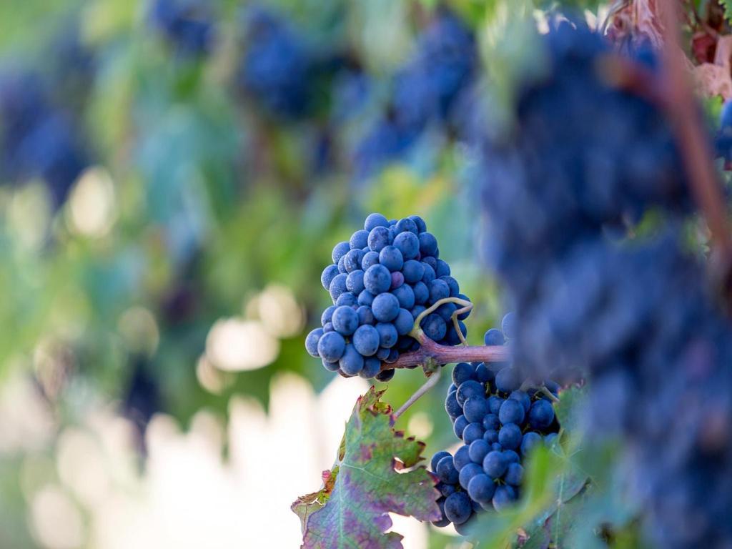 Agriturismo Il Sapore Della Luna 蒙泰普兰多内 外观 照片