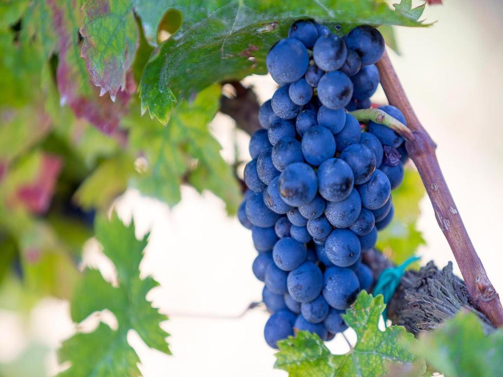 Agriturismo Il Sapore Della Luna 蒙泰普兰多内 外观 照片